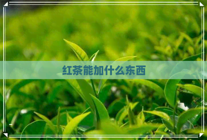 红茶能加什么东西