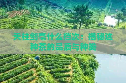 天柱剑毫什么档次：揭秘这种茶的品质与种类