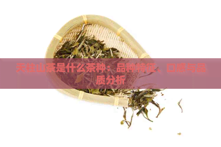 天柱山茶是什么茶种：品种特征、口感与品质分析