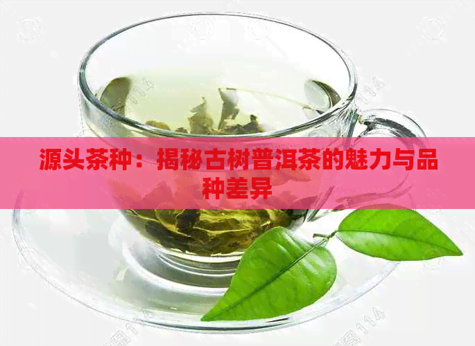 源头茶种：揭秘古树普洱茶的魅力与品种差异