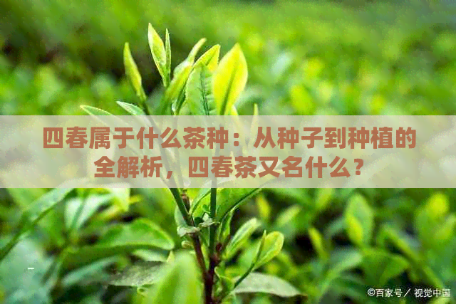 四春属于什么茶种：从种子到种植的全解析，四春茶又名什么？