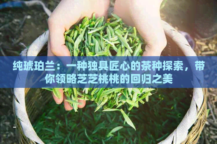 纯琥珀兰：一种独具匠心的茶种探索，带你领略芝芝桃桃的回归之美