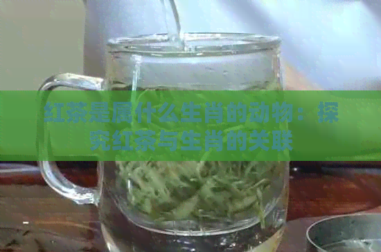 红茶是属什么生肖的动物：探究红茶与生肖的关联