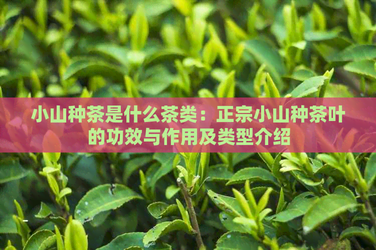 小山种茶是什么茶类：正宗小山种茶叶的功效与作用及类型介绍