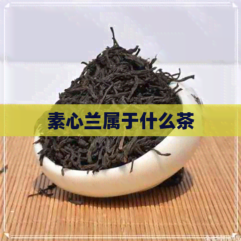 素心兰属于什么茶