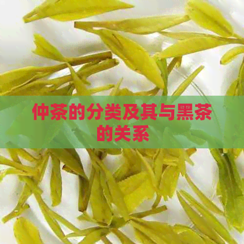 仲茶的分类及其与黑茶的关系