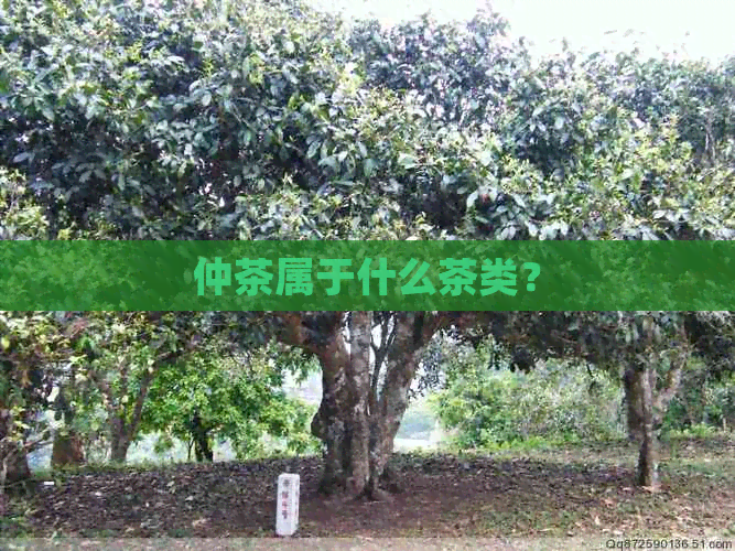 仲茶属于什么茶类？