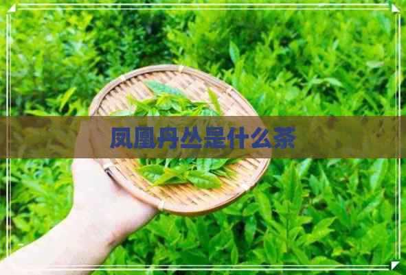 凤凰丹丛是什么茶