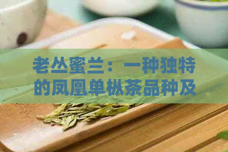 老丛蜜兰：一种独特的凤凰单枞茶品种及其兰香韵味探究