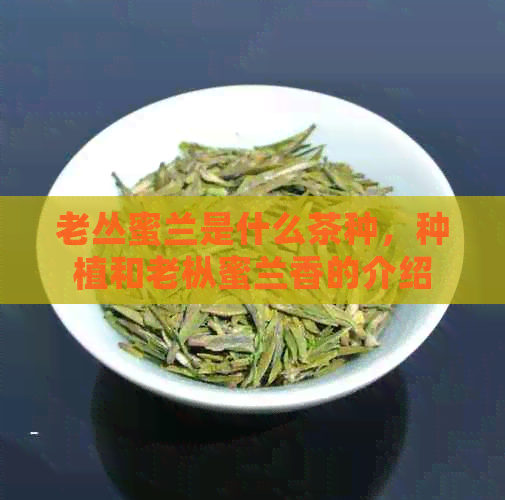 老丛蜜兰是什么茶种，种植和老枞蜜兰香的介绍