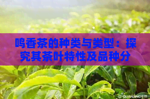 鸣香茶的种类与类型：探究其茶叶特性及品种分类