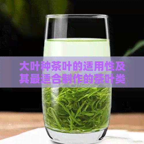 大叶种茶叶的适用性及其最适合制作的茶叶类型解析