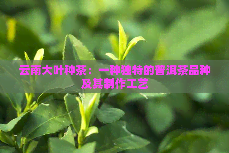 云南大叶种茶：一种独特的普洱茶品种及其制作工艺