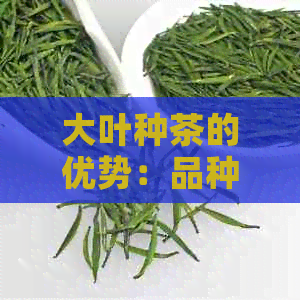 大叶种茶的优势：品种特性与市场价值分析