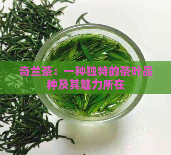 奇兰茶：一种独特的茶叶品种及其魅力所在