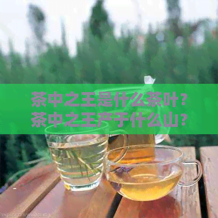 茶中之王是什么茶叶？茶中之王产于什么山？