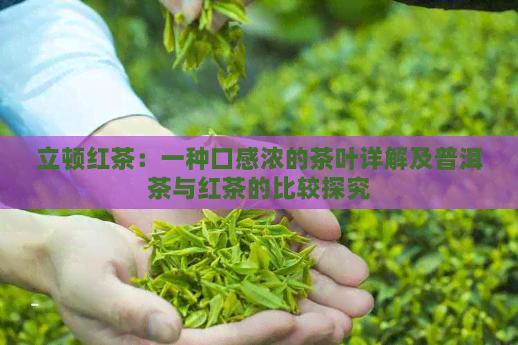 立顿红茶：一种口感浓的茶叶详解及普洱茶与红茶的比较探究