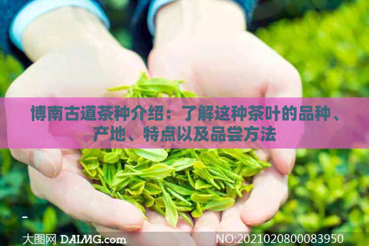 博南古道茶种介绍：了解这种茶叶的品种、产地、特点以及品尝方法