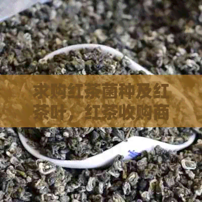 求购红茶菌种及红茶叶，红茶收购商和价格信息，红茶采购渠道