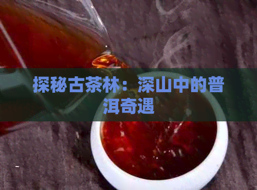 探秘古茶林：深山中的普洱奇遇