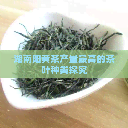 湖南阳黄茶产量更高的茶叶种类探究