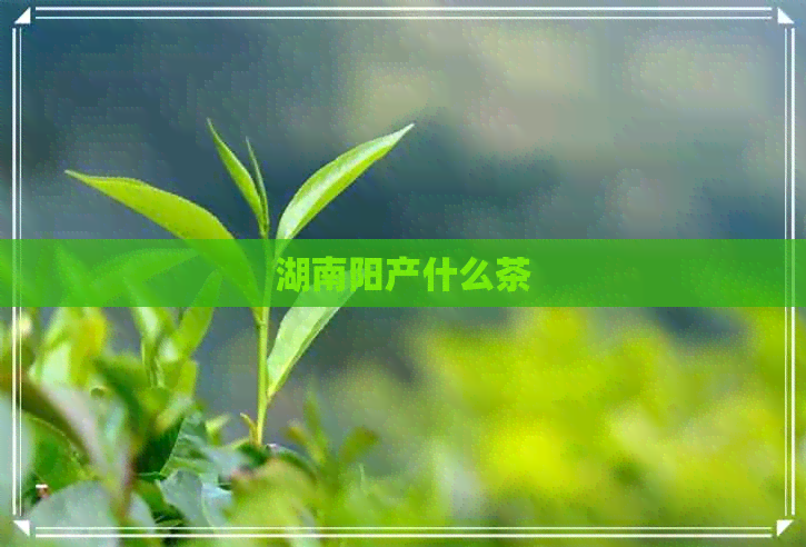 湖南阳产什么茶