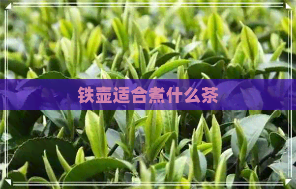 铁壶适合煮什么茶