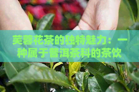 芙蓉花茶的独特魅力：一种属于普洱茶科的茶饮探究