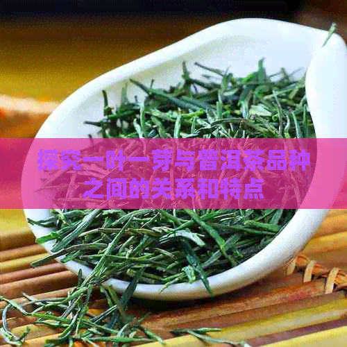 探究一叶一芽与普洱茶品种之间的关系和特点