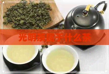 光明茶属于什么茶