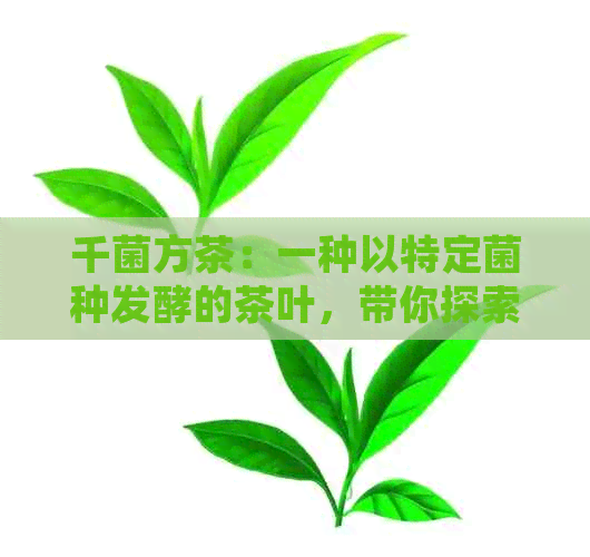 千菌方茶：一种以特定菌种发酵的茶叶，带你探索其独特风味与健益处