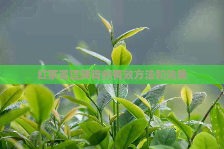 红茶调理脾胃的有效方法和效果