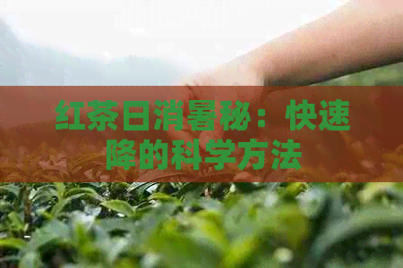 红茶日消暑秘：快速降的科学方法