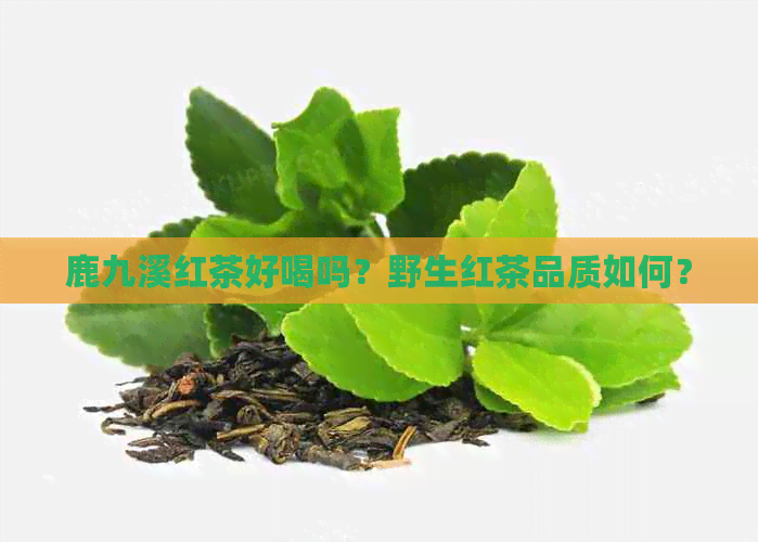 鹿九溪红茶好喝吗？野生红茶品质如何？