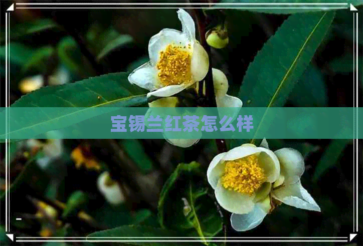 宝锡兰红茶怎么样