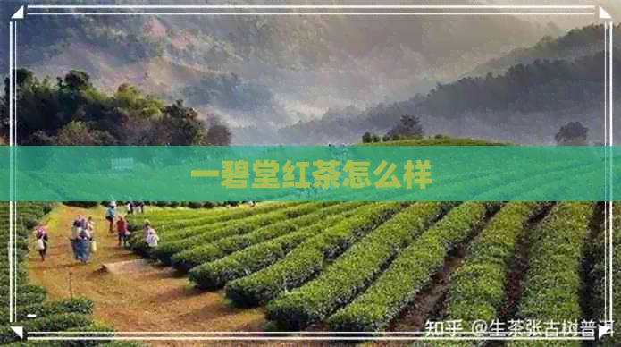 一碧堂红茶怎么样