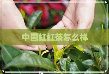 中国红红茶怎么样