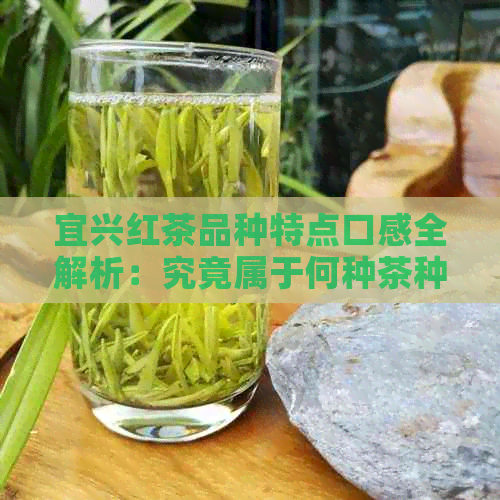 宜兴红茶品种特点口感全解析：究竟属于何种茶种？