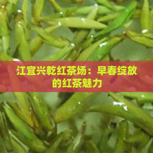 江宜兴乾红茶场：早春绽放的红茶魅力