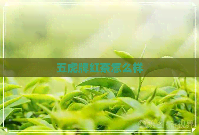 五虎牌红茶怎么样