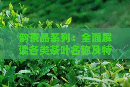 韵茶品系列：全面解读各类茶叶名称及特色，助您轻松选茶