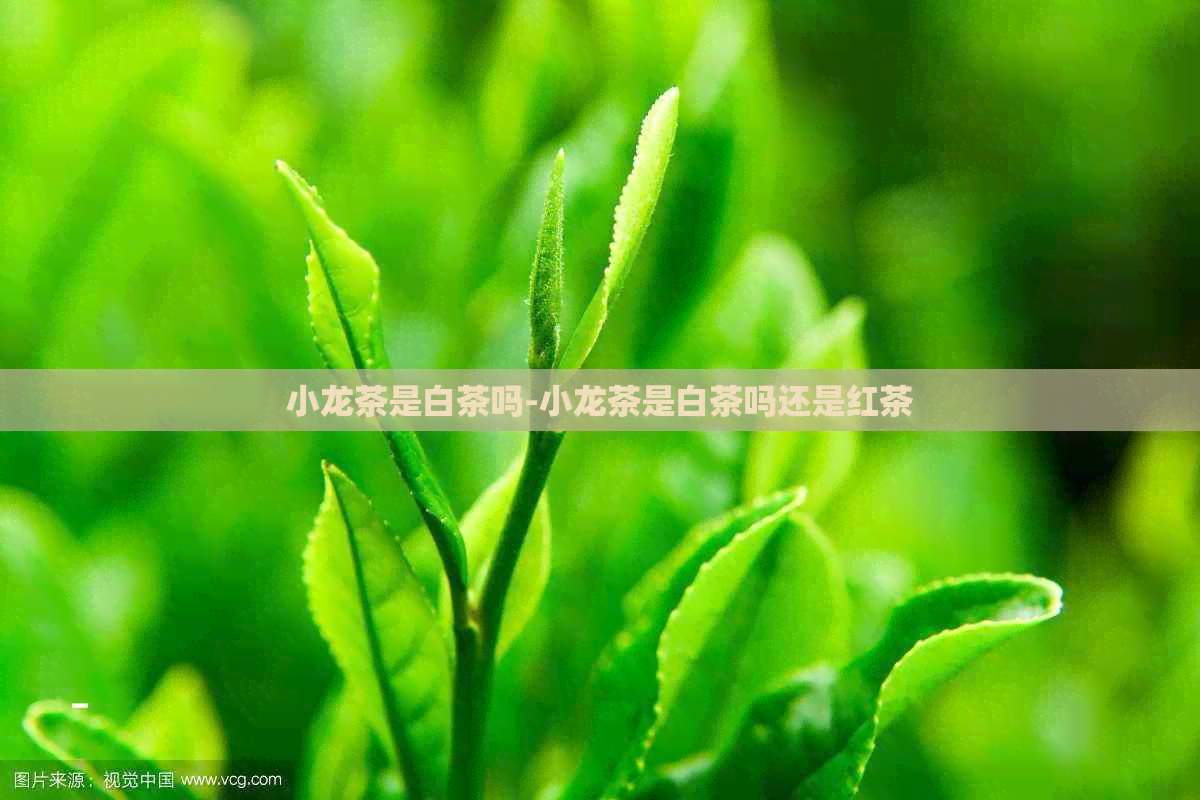 小龙茶是白茶吗-小龙茶是白茶吗还是红茶