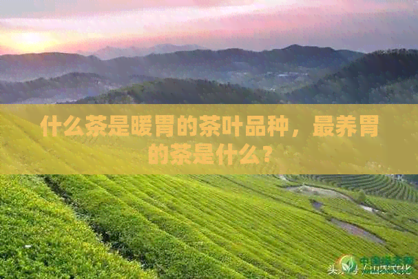 什么茶是暖胃的茶叶品种，最养胃的茶是什么？