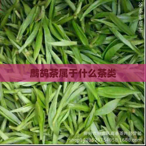 鹧鸪茶属于什么茶类