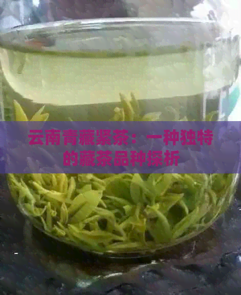 云南青藏紧茶：一种独特的藏茶品种探析