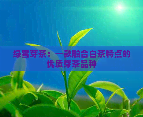 绿雪芽茶：一款融合白茶特点的优质芽茶品种