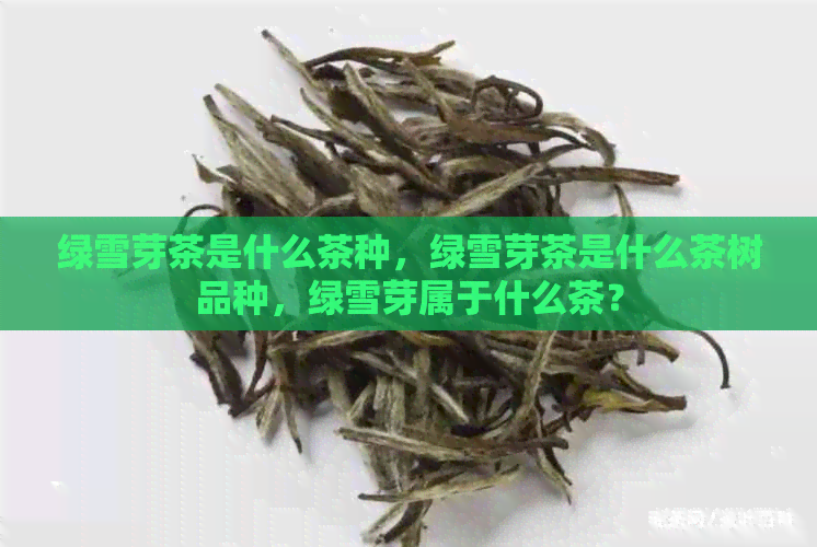 绿雪芽茶是什么茶种，绿雪芽茶是什么茶树品种，绿雪芽属于什么茶？