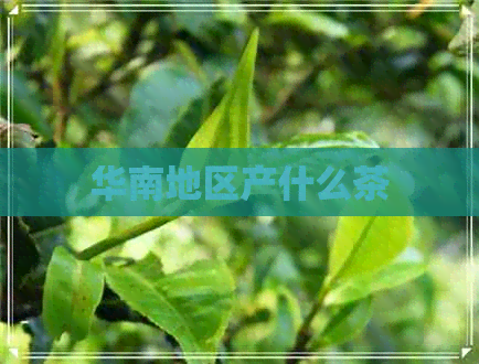 华南地区产什么茶