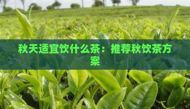 秋天适宜饮什么茶：推荐秋饮茶方案