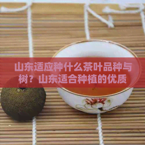 山东适应种什么茶叶品种与树？山东适合种植的优质茶叶推荐